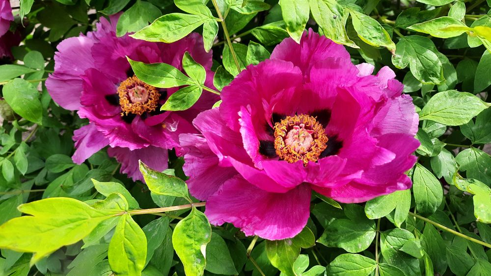 Насіння піона деревовидного червоного