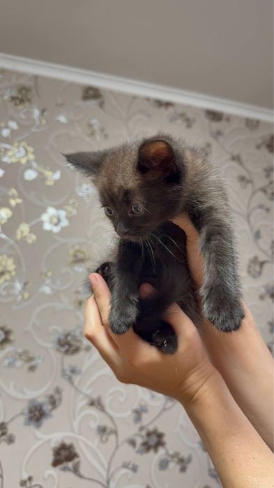 Котята. Серый и шоколадный.