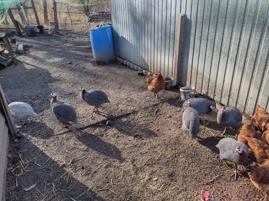 Perliczki  Sprzedam Kaczki francuskie