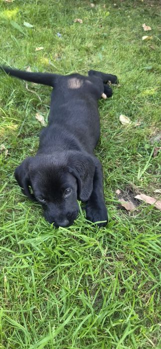 Wspaniałe szczeniaki w typie labradora szukają domów!