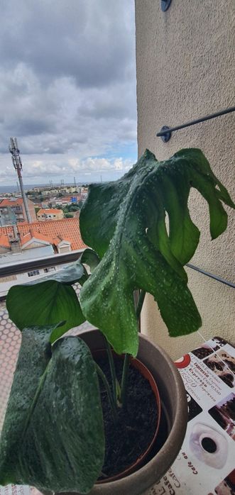 Monstera ou costela de Adão planta