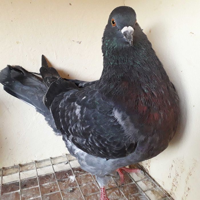 Gołębie Mięsne Kalifornijskie USA