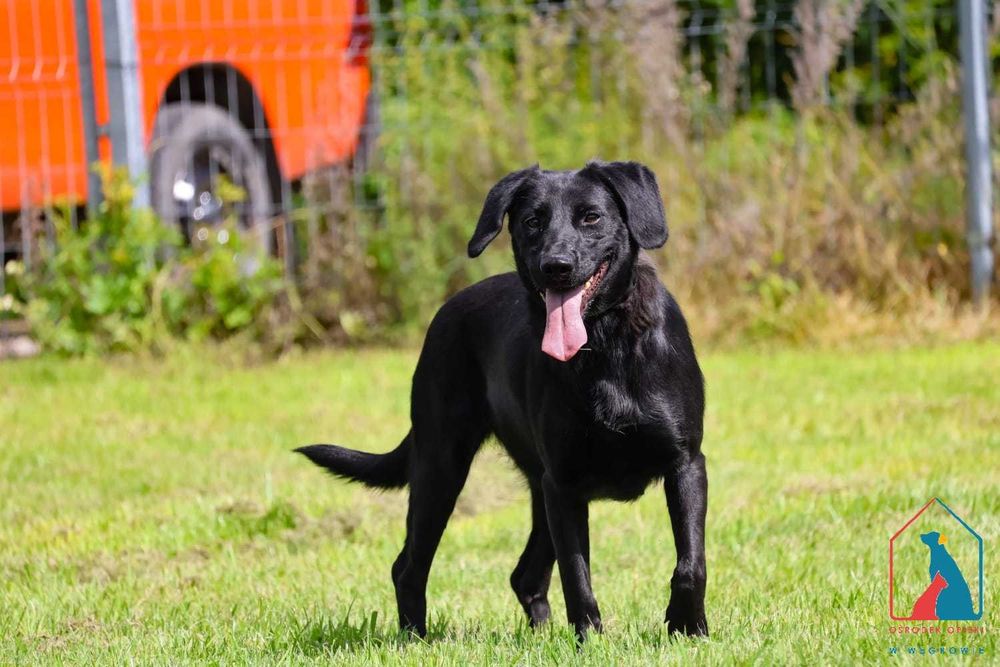 Młoda, wesoła, przyjazna, fajna sunia szuka domu