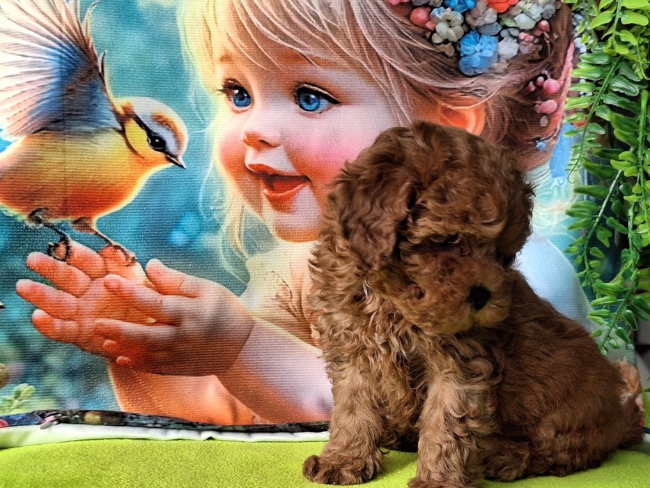 Cavapoo szczeniaczek Red brown z certyfikatem