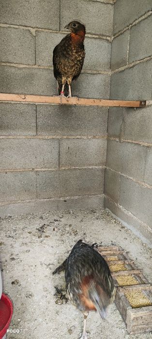 Faisão para venda