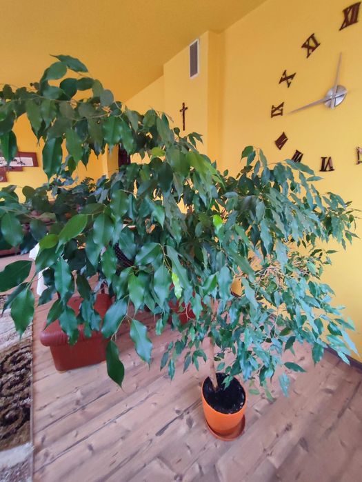 Kwiat Benjamin duży