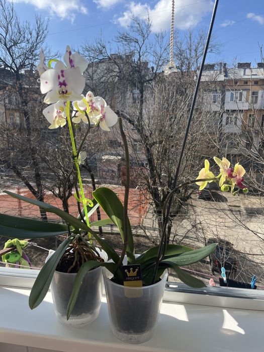 Орхідея біла з фіолетовим