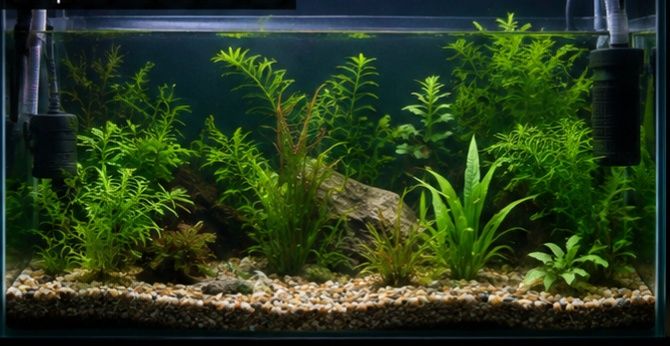 Guppies / Lebistes jovens – várias cores