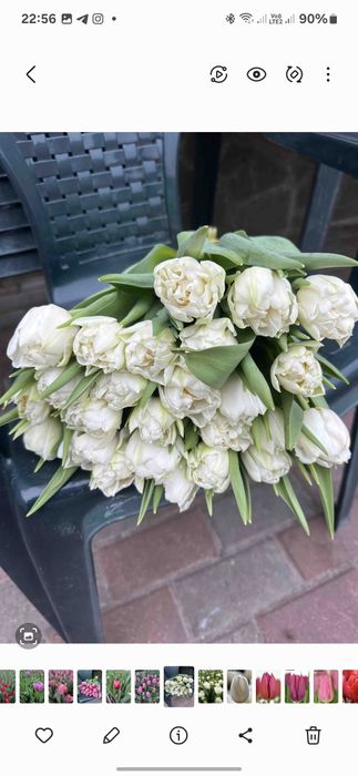 Свіжий зріз тюльпанів від виробника на опт