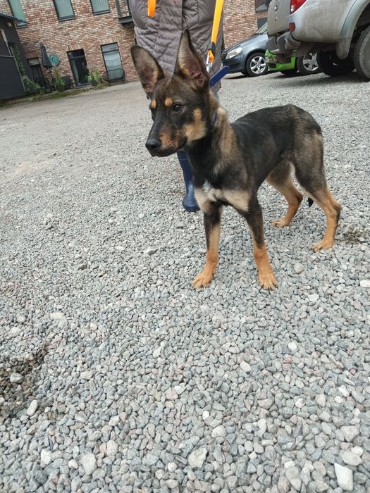 Отдается в добрые руки