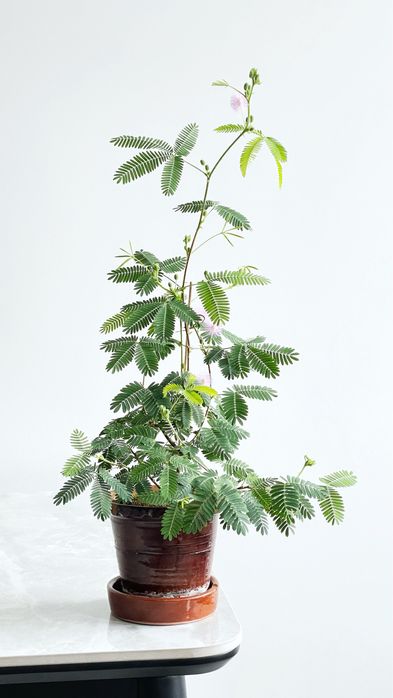 Мімоза соромлива