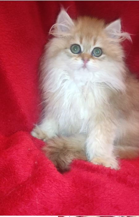 Пропонується к продажу британець золота шиншила длиношерстна хлопчик