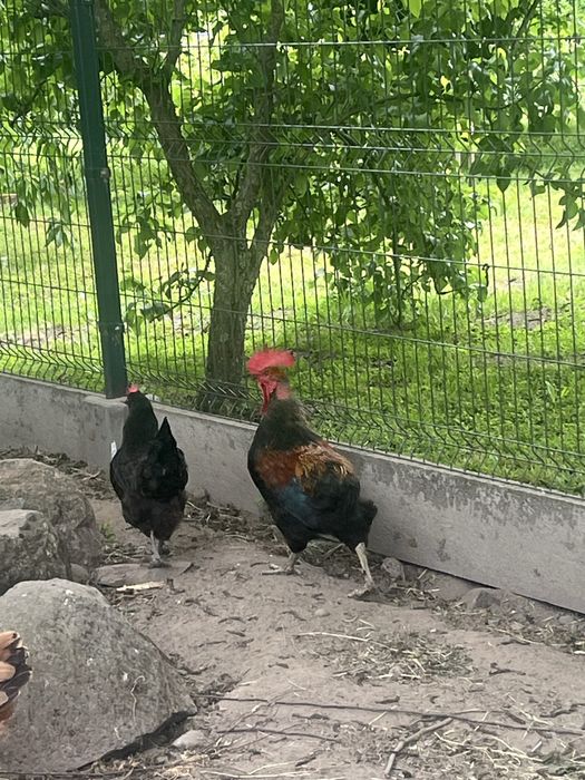 Kogut roczny miks arakuany i marans
