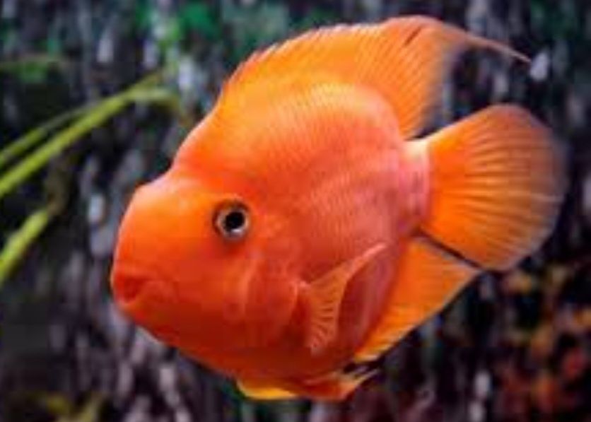 Продам рыбу -красного попугая
