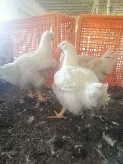 Бройлер живым весом 2 - 4 кг