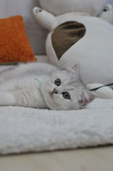 Маємо кошенят срібна шиншила