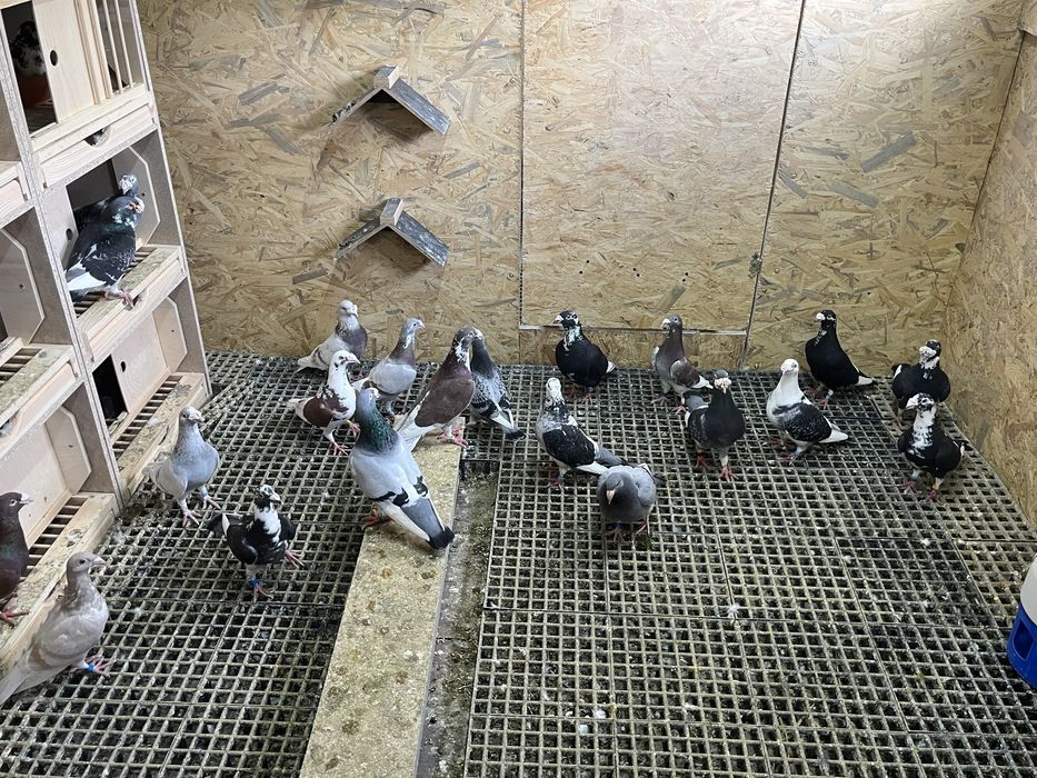 Gołębie staropolskie