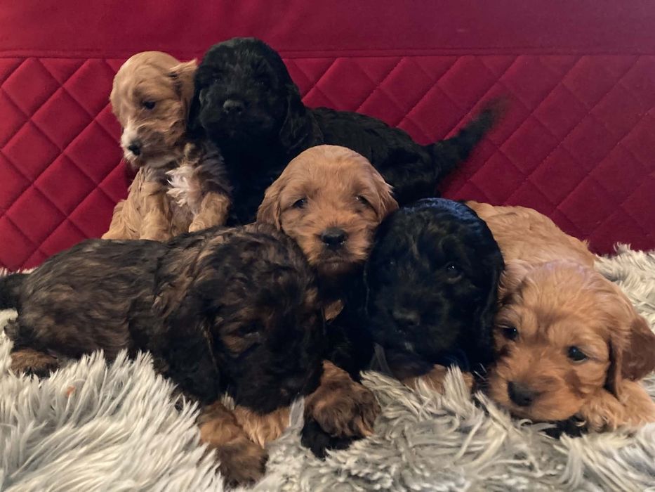 Cockapoo ( Pudel + Cocker spaniel )