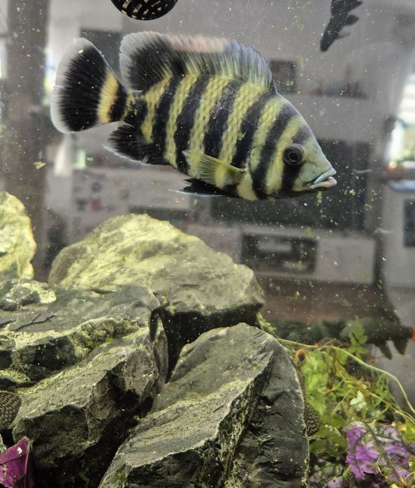Tilapia Zebra Heterotilapia