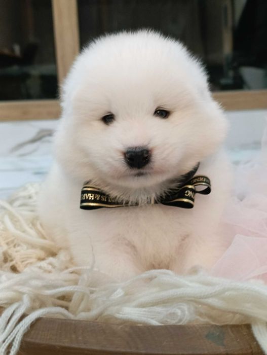 Samoyed szczenię rodowód FCI rodzice