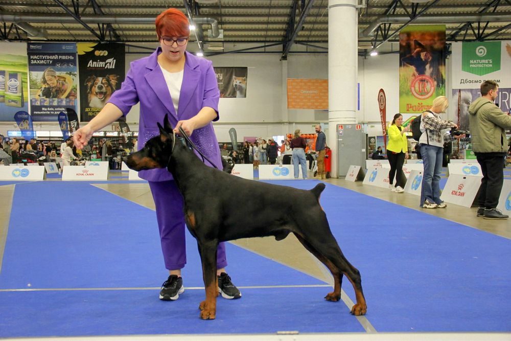 Пропонуємо для вязки кобеля добермана DCM1,2-NN