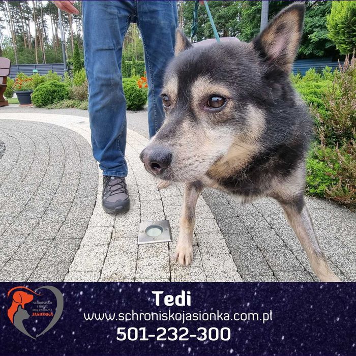 TEDI do adopcji Schronisko Jasionka