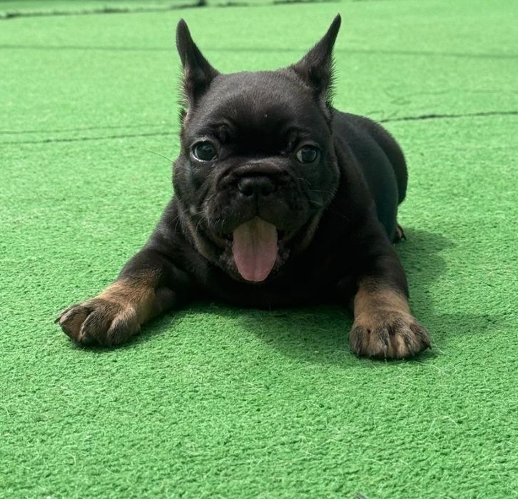 Bulldog francês macho black tan