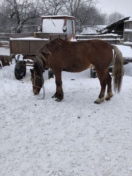 Продам робочі коні.