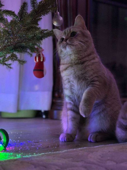 Кошка Шотландская