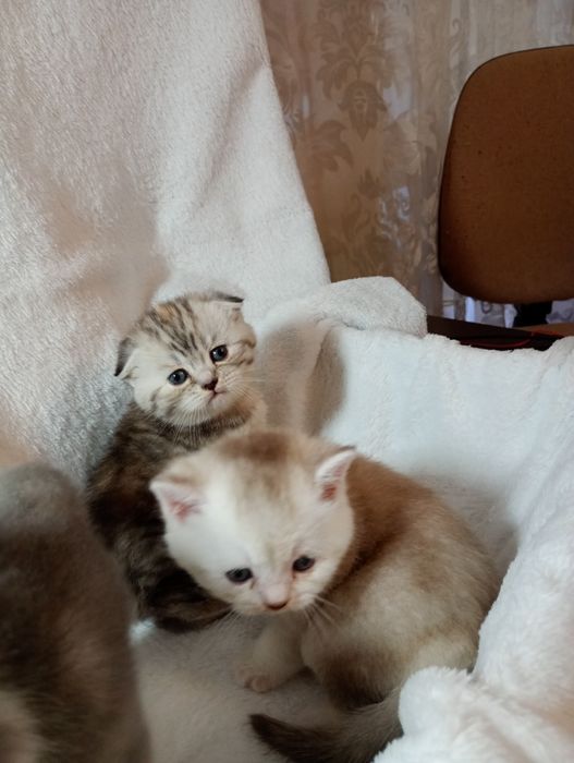 Британські кошенята