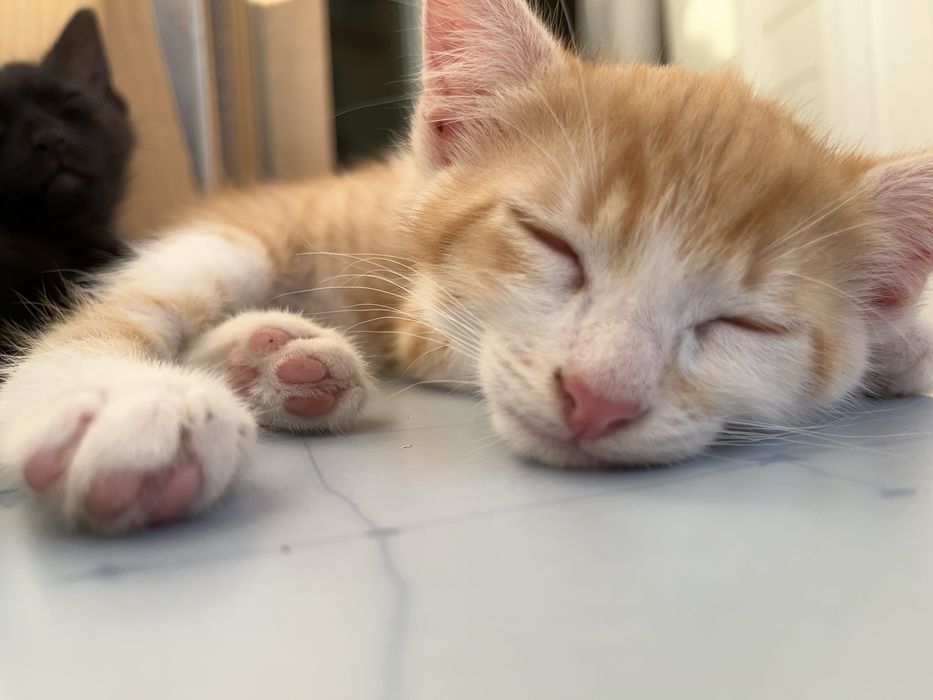 Отдам котят в хорошие руки