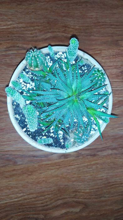 Кактуси сокуленти