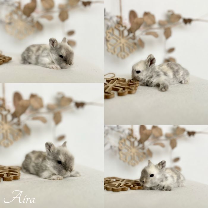 Kroliczki Karzełki Teddy najmniejsza rasa, Mini lopki