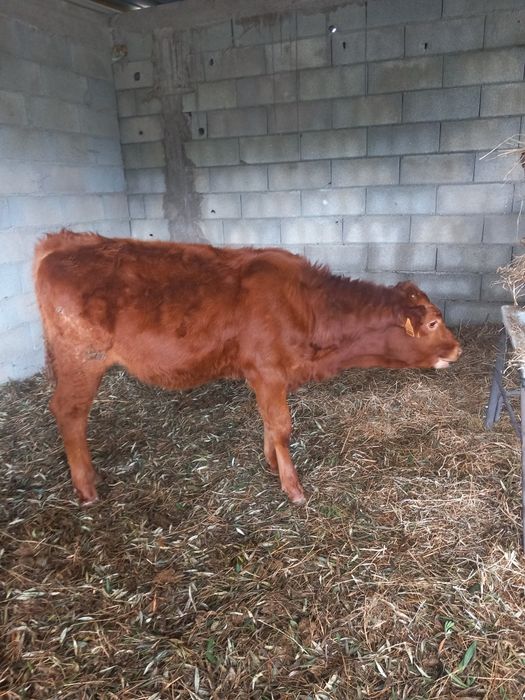 Vendo  vitelas cruzada de limosine