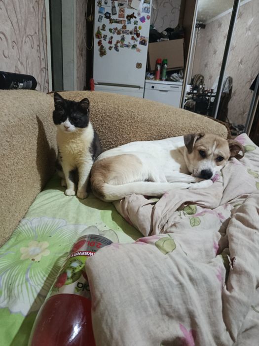 Отдам в хорошие руки