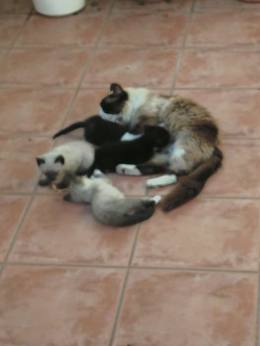 Gatinhos procuram famílias hiper responsáveis apenas