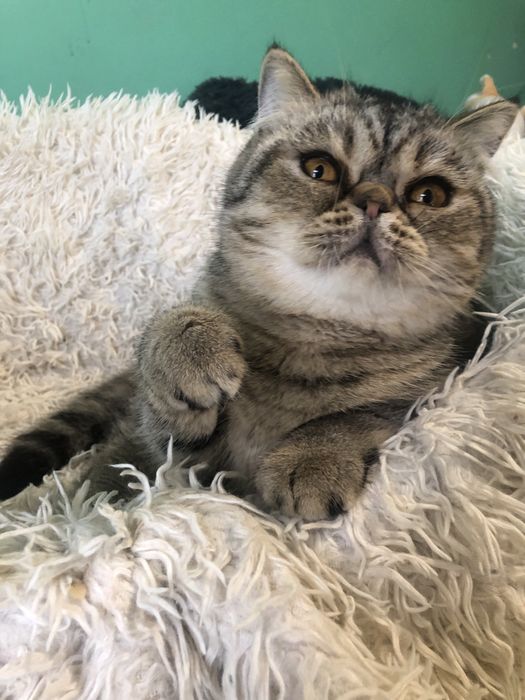 Красавица экзотка