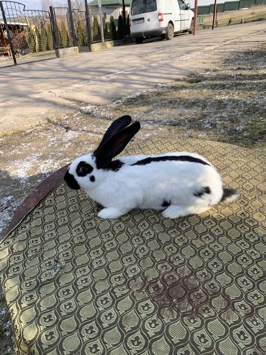 Кролик Строкач Самець