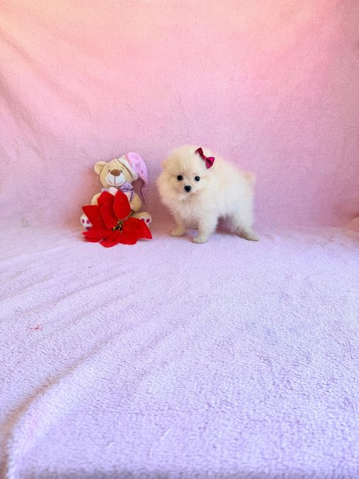 Spitz Alemão Anão Fêmea Maravilhosa