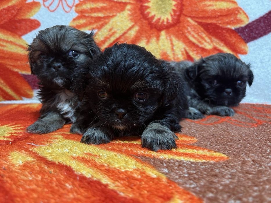 Пекінес під ялинку