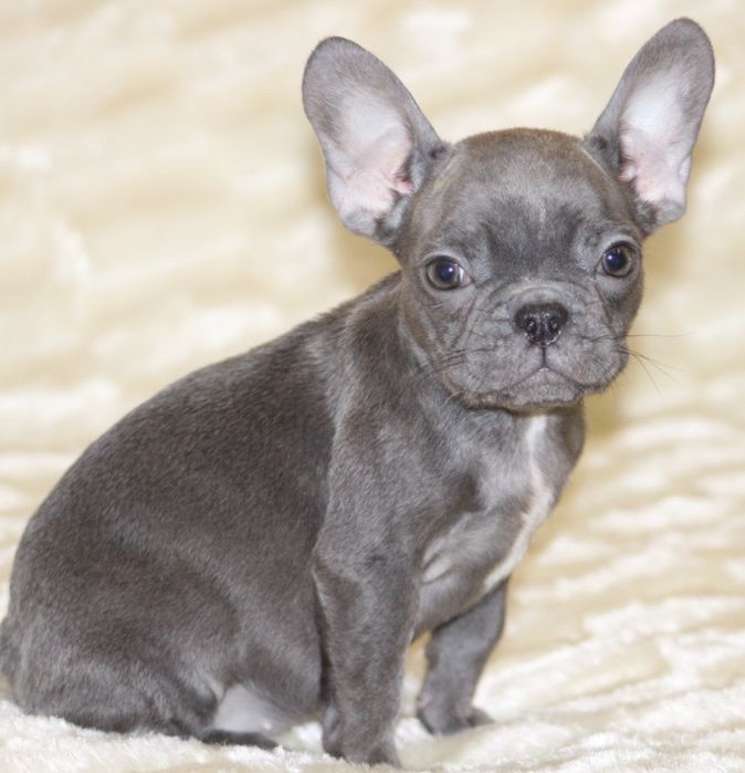 Французький бульдог