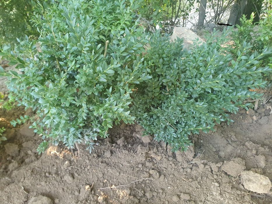 Dwie duże sadzonki bukszpanu