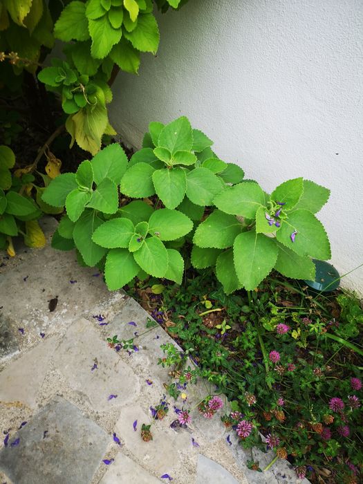 Vendo planta boldo