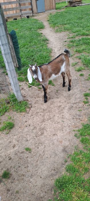 koziołki  anglonubijskie