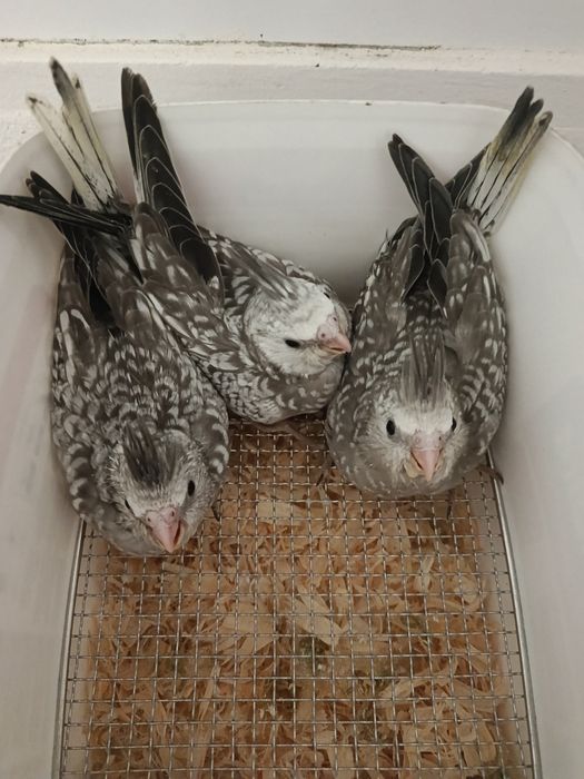 Caturras criar à mão
