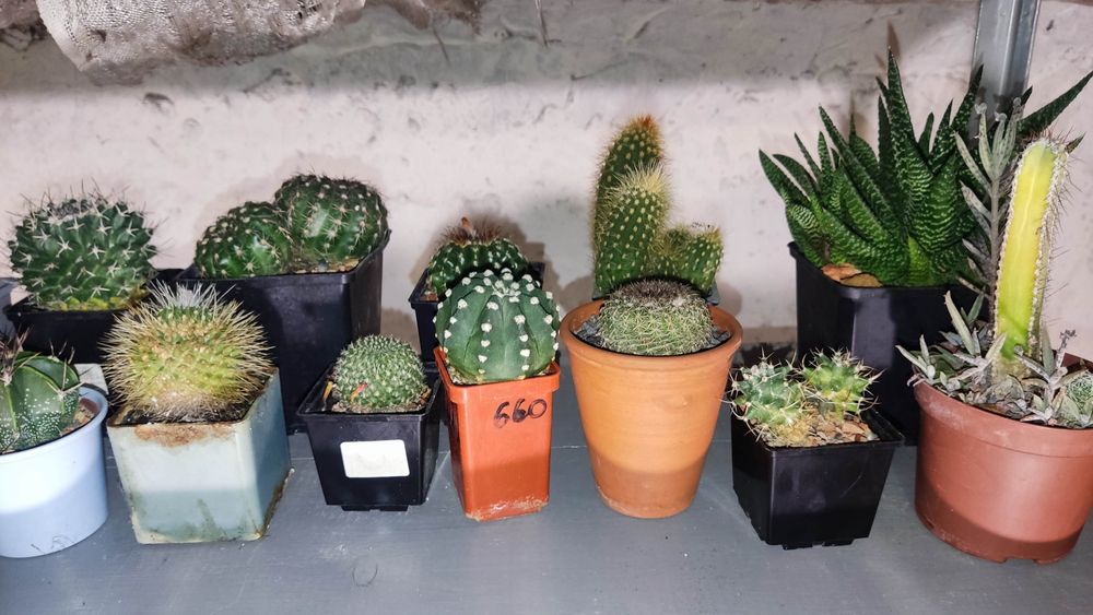 Кактус різні види і розміри.