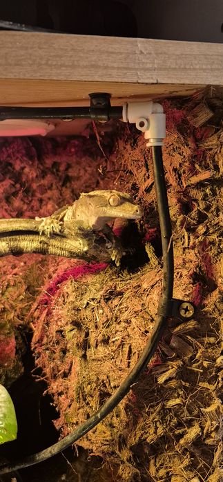 Sprzedam terrarium w szafce