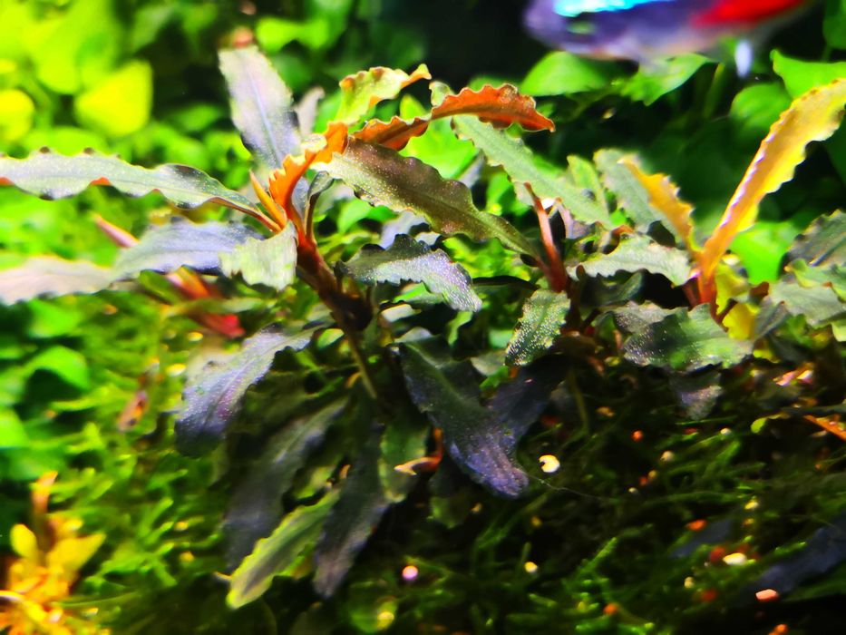 Bucephalandra  Silver Powder