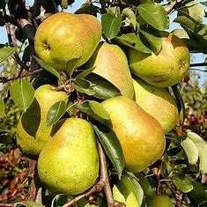 Grusza - drzewka owocowe