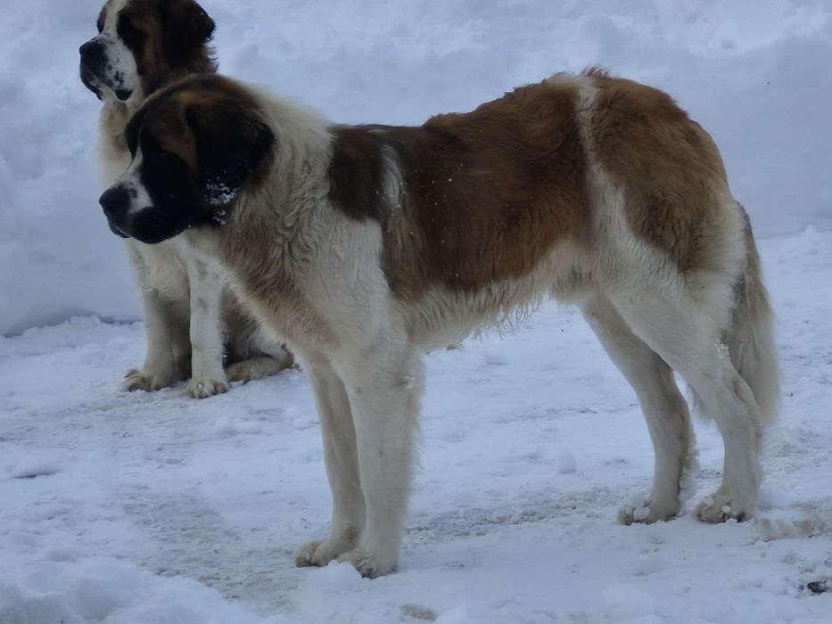 Reproduktor  Bernardyn.